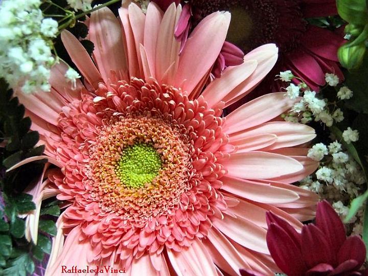 gerbera 28giu07 (4).jpg